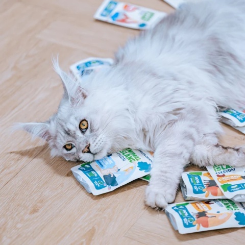 Animal Island 40x85g saszetki - Indyk fileciki w rosole