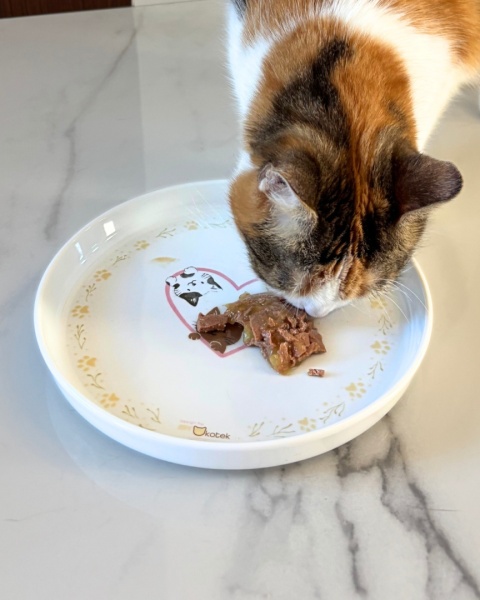 Talerzyk premium dla Kota Design By Mykotek, średnica 22 cm