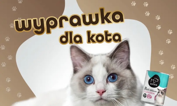 Wyprawka dla kota – lista niezbędnych rzeczy dla kotka