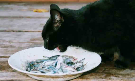 Jakie znaczenie ma ryba dla kota w jego diecie?