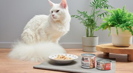 Karma dla kota John Dog for Cats - nasza opinia