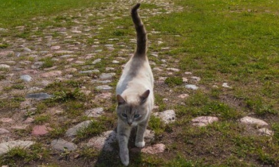 Jakie funkcje pełni koci ogon? Co oznacza jego machanie?