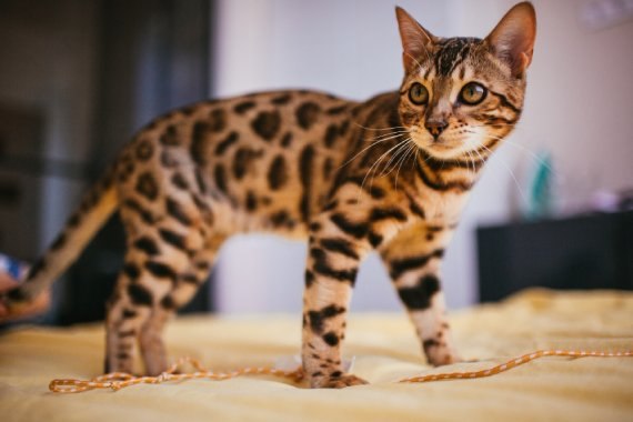 Kot Bengalski