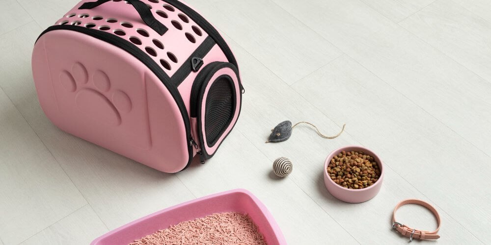 Wyprawka dla kota - akcesoria na początek