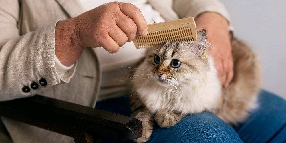 Czesanie kota