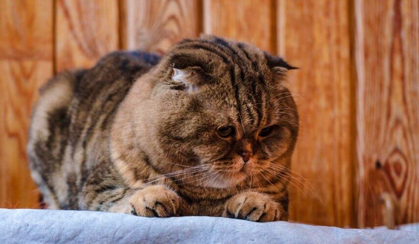 Grubszy kot leżący na łóżku