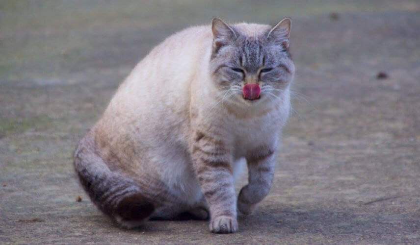 Grubszy kot próbujący aktywności na zewnątrz