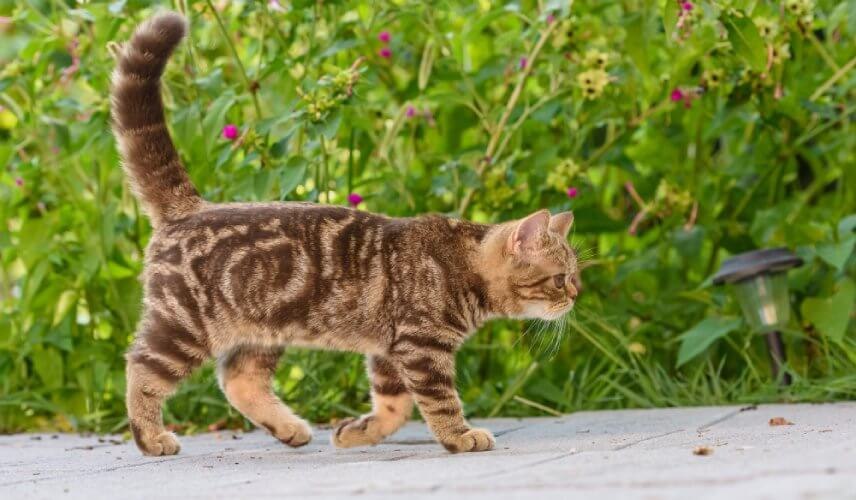 Podniesiony ogon u kotka