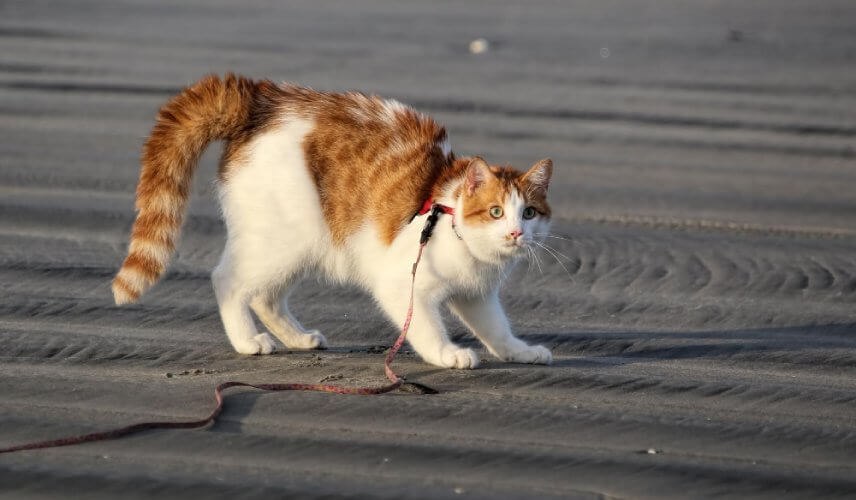 Opuszczony ogon u kota